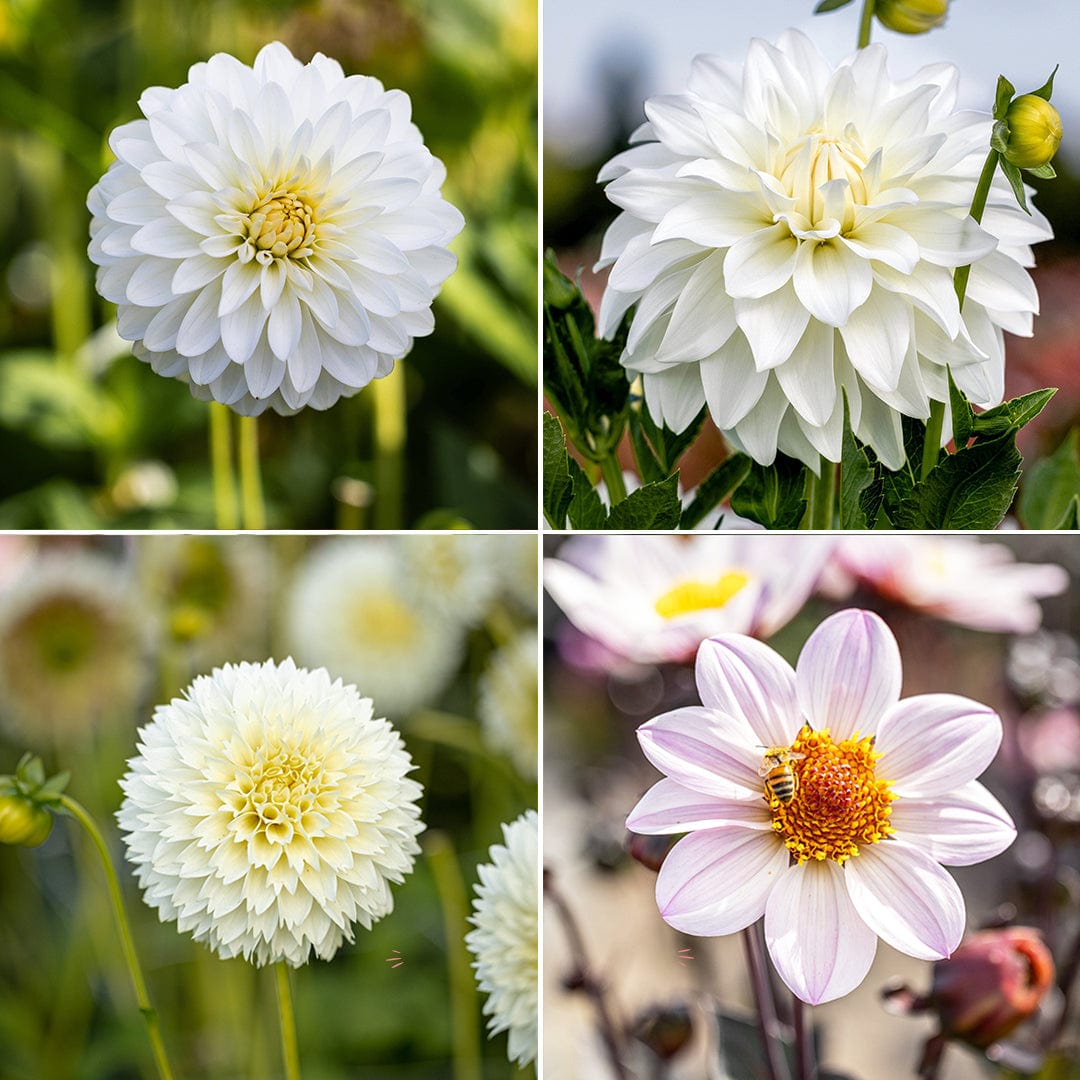 Dahlia erbjudande 6 - Whites